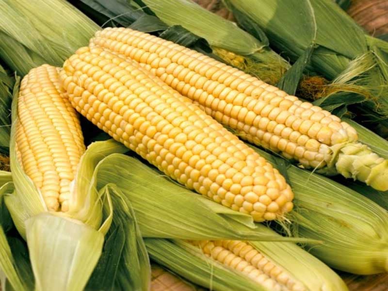 Bắp / Corn — Bắp / Corn