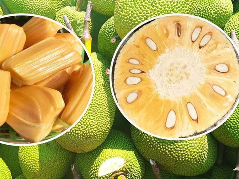 Trái Mít / Jackfruit — Trái Mít / Jackfruit