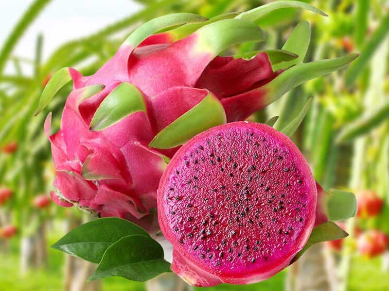 Thanh Long Ruột Đỏ / Red-fleshed Dragon Fruit — Thanh Long Ruột Đỏ / Red-fleshed Dragon Fruit
