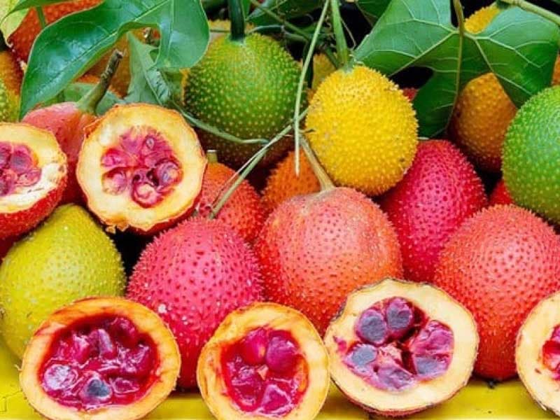 Trái Gấc / Gac Fruit — Trái Gấc / Gac Fruit