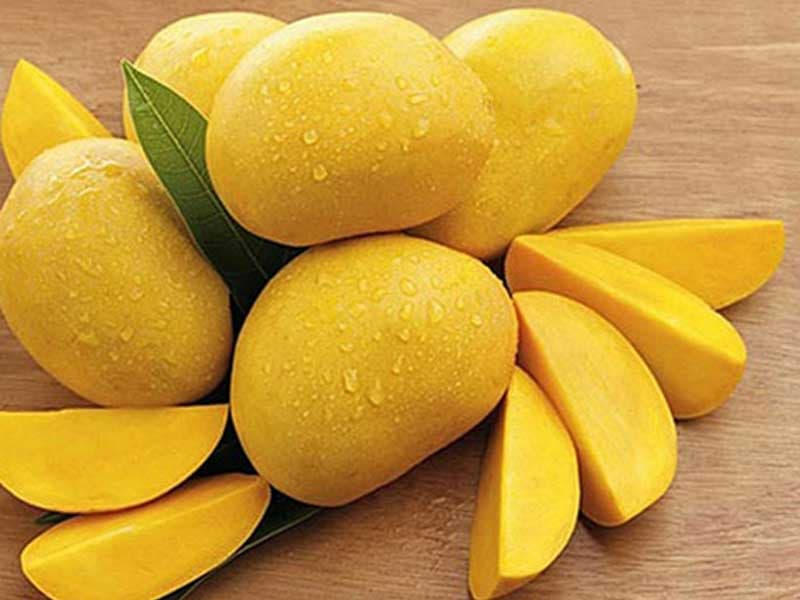 Xoài Cát Chu Vàng / Yellow Cat Chu Mango — Xoài Cát Chu Vàng / Yellow Cat Chu Mango